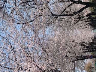 花は桜木、ワインはロゼ。の画像